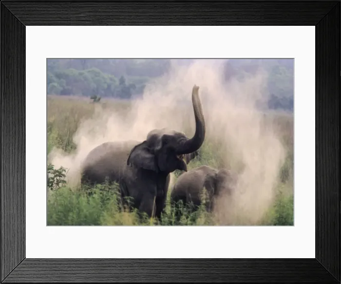 Framed Print : Indian / Asian Elephant taking dust-bath at dawn, Corbett National Park, India Framed Print : Indian / Asian Elephant taking dust-bath at dawn, Corbett National Park, India