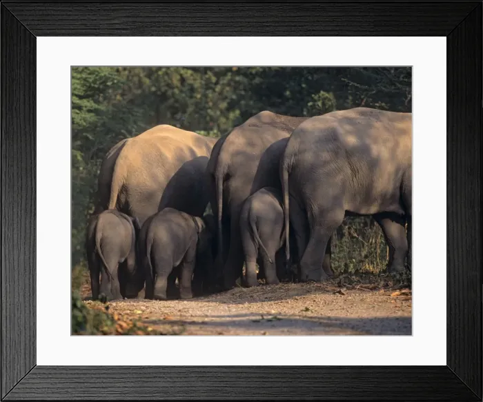 Framed Print : Indian / Asian Elephants & young ones, Corbett National Park, India Framed Print : Indian / Asian Elephants & young ones, Corbett National Park, India
