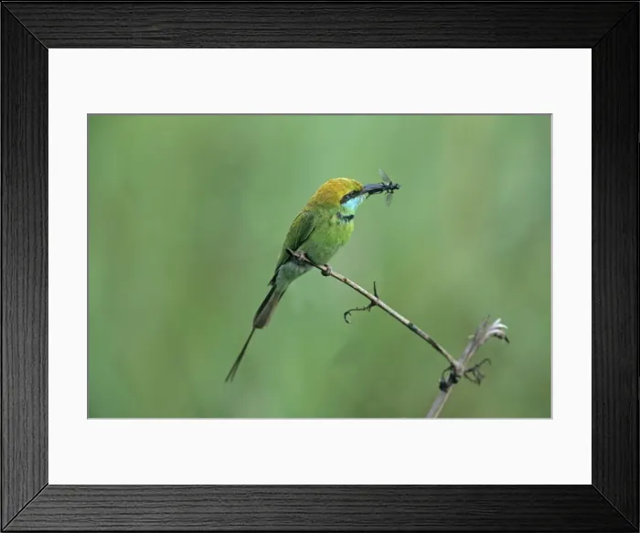 Framed Print : Little Green Bee-eater with insect, Corbett National Park, India Framed Print : Little Green Bee-eater with insect, Corbett National Park, India