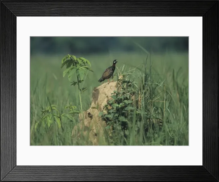 Framed Print : Black Partridge calling - from termite mound, Corbett National Park, India Framed Print : Black Partridge calling - from termite mound, Corbett National Park, India