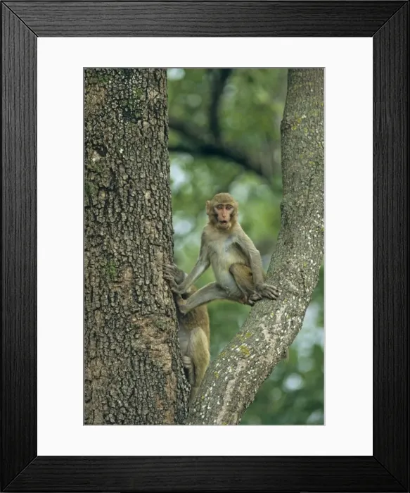Framed Print : Rhesus Macaque on a Sal tree, Corbett National Park, India Framed Print : Rhesus Macaque on a Sal tree, Corbett National Park, India