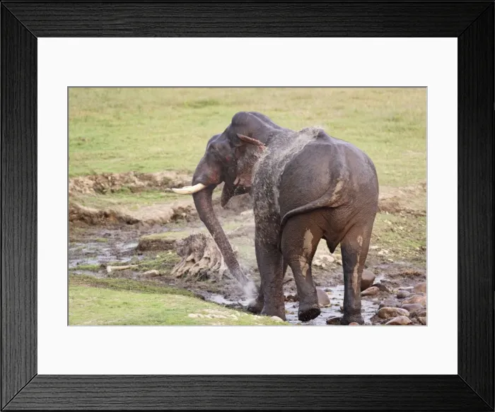 Framed Print : Indian / Asian Elephant spraying water at the waterhole, Corbett National Park, Uttaranchal, India Framed Print : Indian / Asian Elephant spraying water at the waterhole, Corbett National Park, Uttaranchal, India