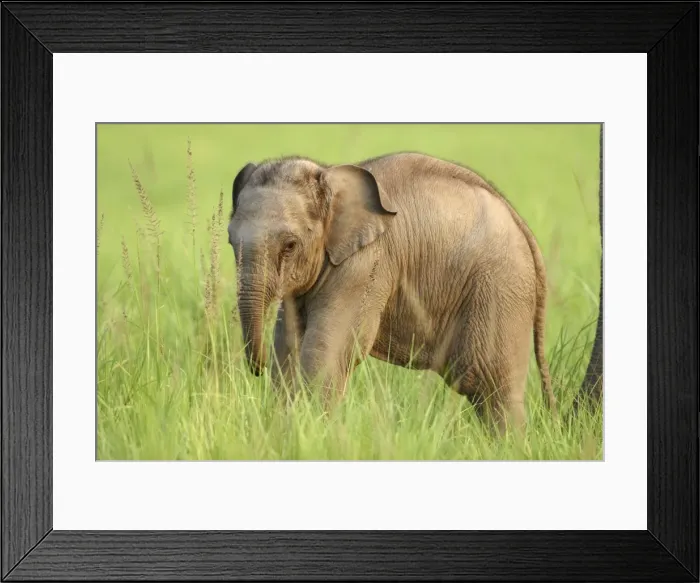 Framed Print : Indian / Asian Elephant - calf Corbett National Park, Uttaranchal, India Framed Print : Indian / Asian Elephant - calf Corbett National Park, Uttaranchal, India