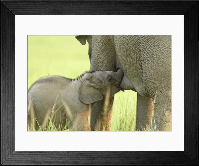 Framed Print : Indian / Asian Elephant - calf suckling Corbett National Park, Uttaranchal, India Framed Print : Indian / Asian Elephant - calf suckling Corbett National Park, Uttaranchal, India