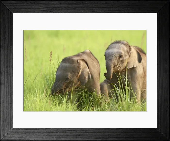 Framed Print : Indian / Asian Elephant playing - two calves playing Corbett National Park, Uttaranchal, India Framed Print : Indian / Asian Elephant playing - two calves playing Corbett National Park, Uttaranchal, India
