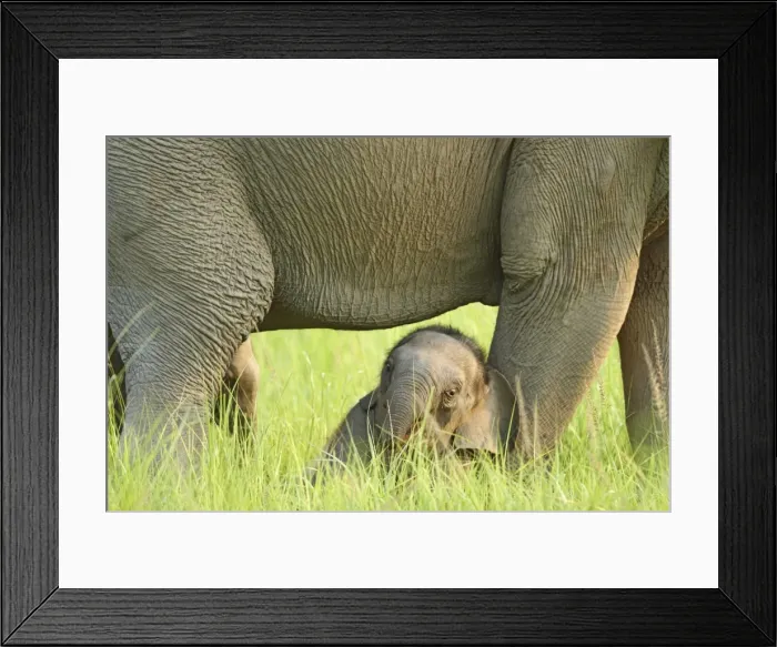 Framed Print : Indian / Asian Elephant - sheltering in the shadow of it's mother Corbett National Park, Uttaranchal, India Framed Print : Indian / Asian Elephant - sheltering in the shadow of it's mother Corbett National Park, Uttaranchal, India