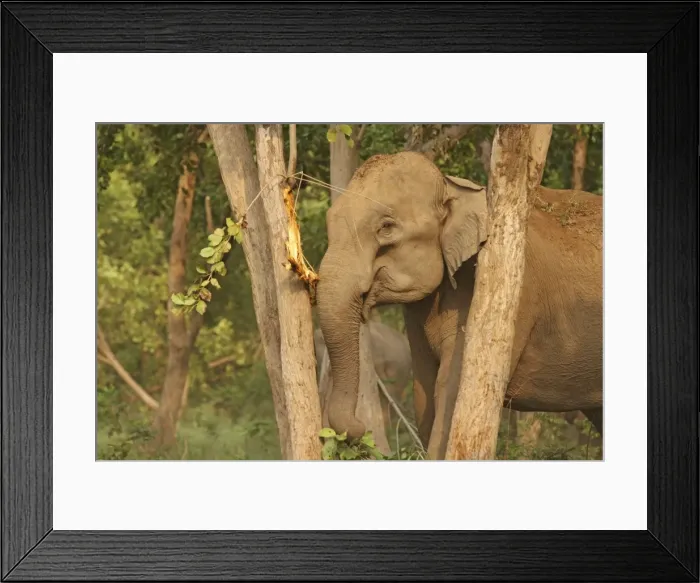 Framed Print : Indian / Asian Elephant - eating Sal bark Corbett National Park, Uttaranchal, India Framed Print : Indian / Asian Elephant - eating Sal bark Corbett National Park, Uttaranchal, India