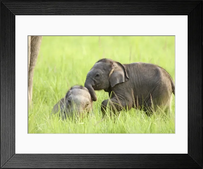 Framed Print : Indian / Asian Elephant - young playing Corbett National Park, Uttaranchal, India Framed Print : Indian / Asian Elephant - young playing Corbett National Park, Uttaranchal, India