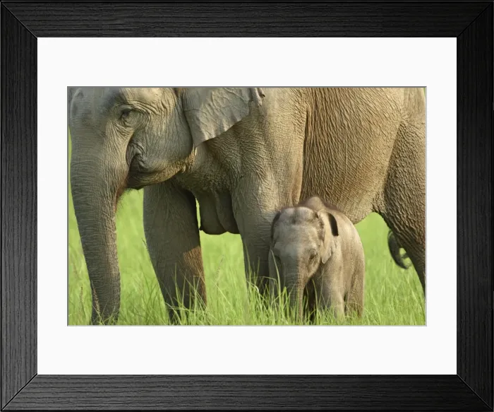 Framed Print : Indian / Asian Elephant - with young calf Corbett National Park, Uttaranchal, India Framed Print : Indian / Asian Elephant - with young calf Corbett National Park, Uttaranchal, India
