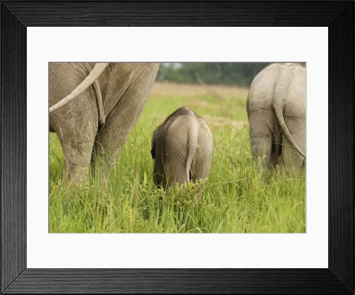 Framed Print : Indian Elephants - back view of calf Corbett National Park, Uttaranchal, India Framed Print : Indian Elephants - back view of calf Corbett National Park, Uttaranchal, India