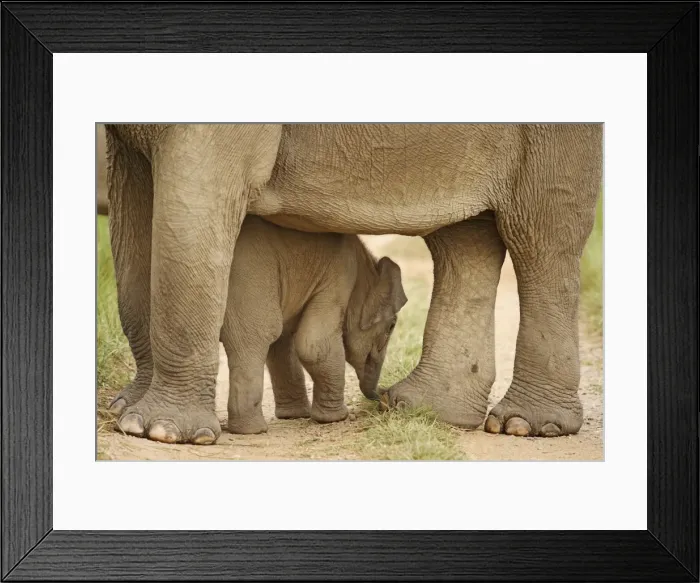 Framed Print : Indian / Asian Elephant - calf sheltering under adult Corbett National Park, Uttaranchal, India Framed Print : Indian / Asian Elephant - calf sheltering under adult Corbett National Park, Uttaranchal, India