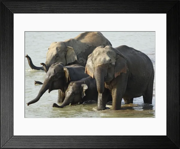 Framed Print : Indian / Asian Elephant - group in water Corbett National Park, Uttaranchal, India Framed Print : Indian / Asian Elephant - group in water Corbett National Park, Uttaranchal, India