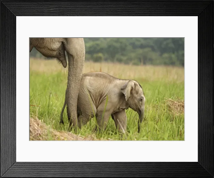 Framed Print : Indian / Asian Elephant - calf Corbett National Park, Uttaranchal, India Framed Print : Indian / Asian Elephant - calf Corbett National Park, Uttaranchal, India