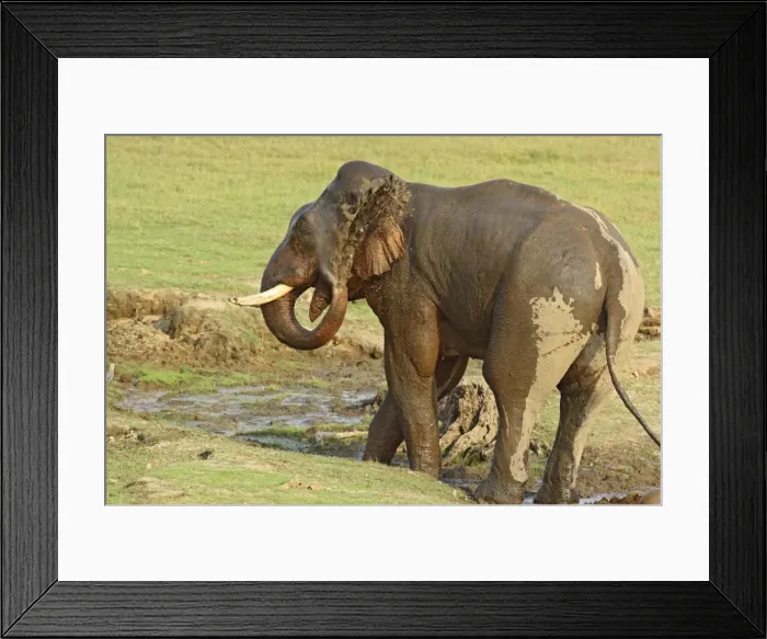 Framed Print : Indian / Asian Elephant - bathing, spraying water Corbett National Park, Uttaranchal, India Framed Print : Indian / Asian Elephant - bathing, spraying water Corbett National Park, Uttaranchal, India