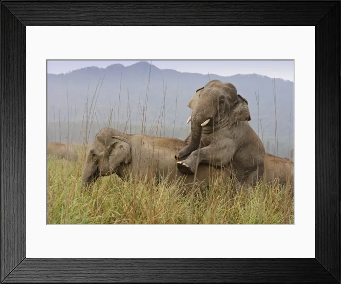 Framed Print : Indian / Asia Elephant - pair mating Corbett National Park, Uttaranchal, India Framed Print : Indian / Asia Elephant - pair mating Corbett National Park, Uttaranchal, India