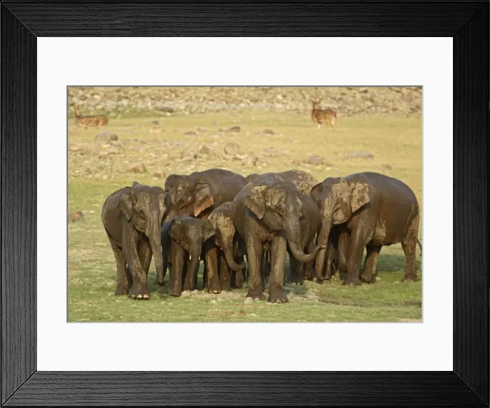 Framed Print : Indian / Asian Elephant - herd, wet from bathing Corbett National Park, Uttaranchal, India Framed Print : Indian / Asian Elephant - herd, wet from bathing Corbett National Park, Uttaranchal, India