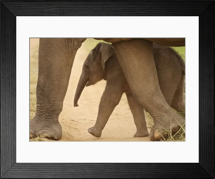 Framed Print : Indian  /  Asian Elephant - calf walking - sheltering under adult. Corbett National Park - Uttaranchal - India