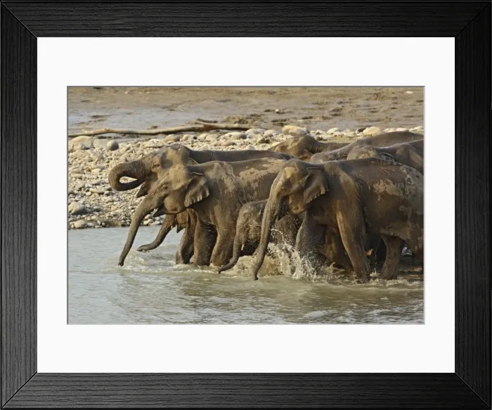 Framed Print : Indian / Asian Elephant - herd drinking at water. Corbett National Park - Uttaranchal - India Framed Print : Indian / Asian Elephant - herd drinking at water. Corbett National Park - Uttaranchal - India