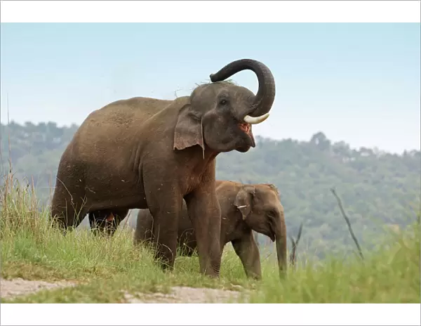 Indian  /  Asian Elephant - using trunk to throw grass on back. Corbett National Park - Uttaranchal - India