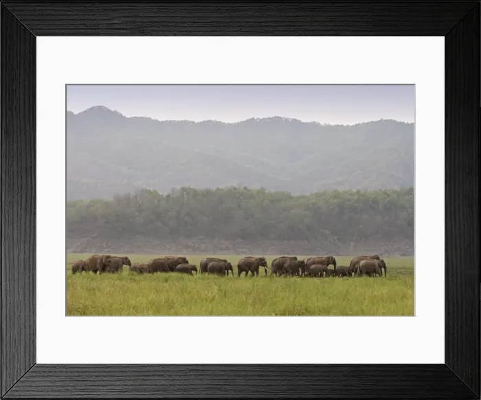 Framed Print : Indian / Asian Elephant - herd walking. Corbett National Park - Uttaranchal - India Framed Print : Indian / Asian Elephant - herd walking. Corbett National Park - Uttaranchal - India