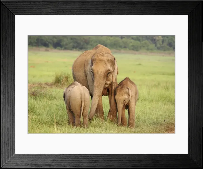 Framed Print : Indian / Asian Elephant - female with two calves. Corbett National Park - Uttaranchal - India Framed Print : Indian / Asian Elephant - female with two calves. Corbett National Park - Uttaranchal - India