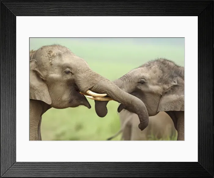 Framed Print : Indian / Asian Elephant - two greeting each other. Corbett National Park - Uttaranchal - India Framed Print : Indian / Asian Elephant - two greeting each other. Corbett National Park - Uttaranchal - India