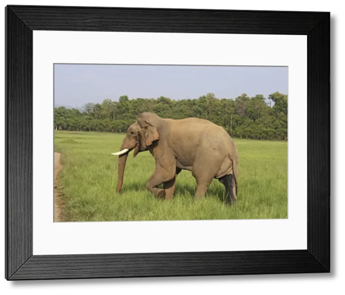 Framed Print : Indian  /  Asian Elephant - male in musth Corbett National Park, Uttaranchal, India