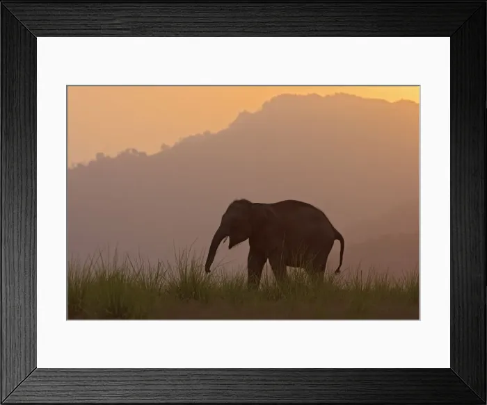 Framed Print : Indian / Asian Elephant - silhoutted at dusk. Corbett National Park - Uttaranchal - India Framed Print : Indian / Asian Elephant - silhoutted at dusk. Corbett National Park - Uttaranchal - India