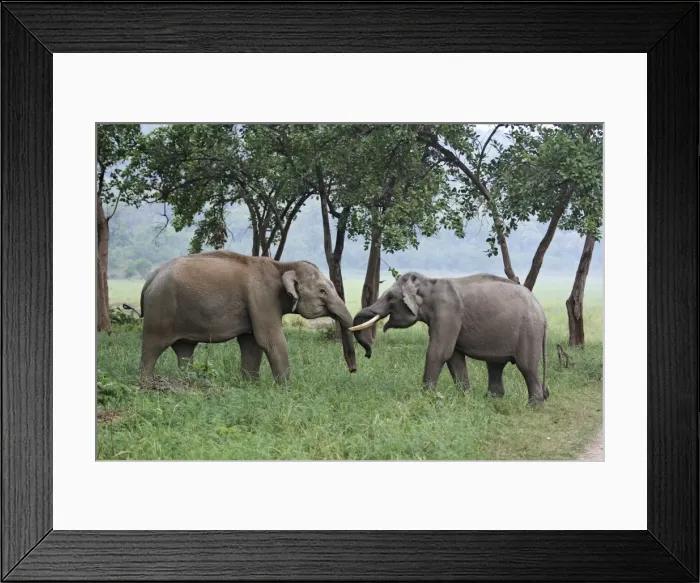 Framed Print : Indian / Asian Elephant - two sparring. Corbett National Park - Uttaranchal - India Framed Print : Indian / Asian Elephant - two sparring. Corbett National Park - Uttaranchal - India