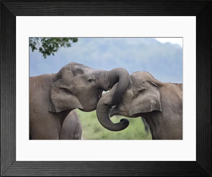 Framed Print : Indian / Asian Elephant - two sparring. Corbett National Park - Uttaranchal - India Framed Print : Indian / Asian Elephant - two sparring. Corbett National Park - Uttaranchal - India