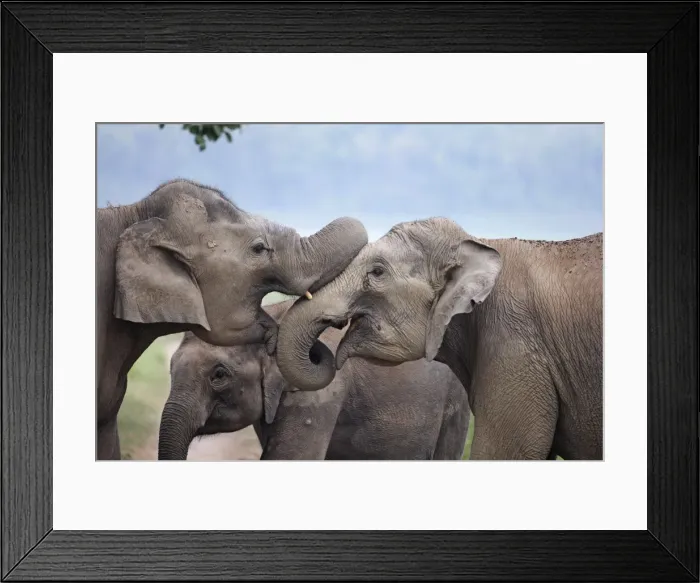 Framed Print : Indian / Asian Elephant - two sparring. Corbett National Park - Uttaranchal - India Framed Print : Indian / Asian Elephant - two sparring. Corbett National Park - Uttaranchal - India