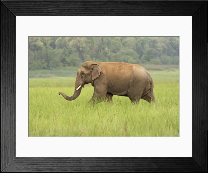 Framed Print : Indian / Asian Elephant. Corbett National Park - Uttaranchal - India Framed Print : Indian / Asian Elephant. Corbett National Park - Uttaranchal - India