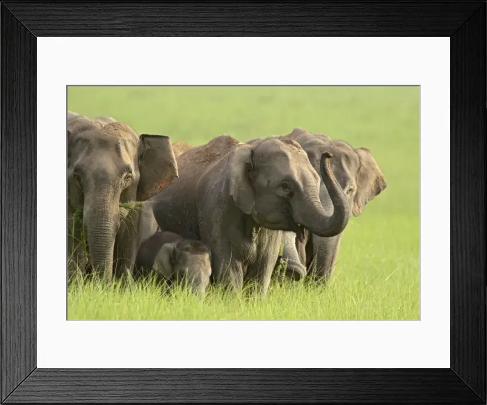 Framed Print : Indian / Asian Elephant - herd. Corbett National Park - Uttaranchal - India Framed Print : Indian / Asian Elephant - herd. Corbett National Park - Uttaranchal - India