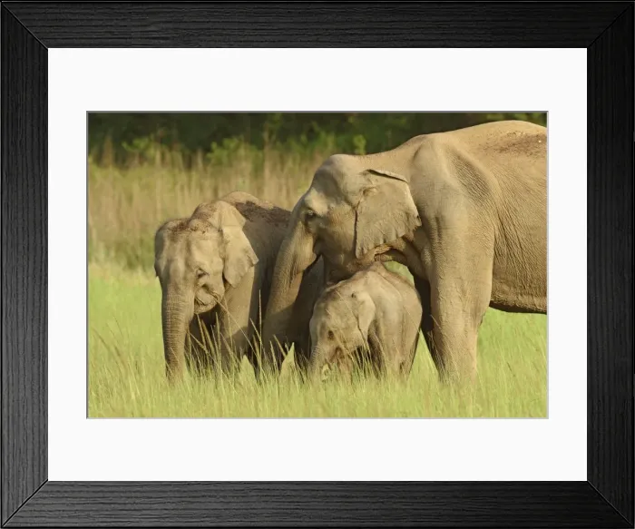 Framed Print : Indian / Asian Elephant - adult with calves. Corbett National Park - Uttaranchal - India Framed Print : Indian / Asian Elephant - adult with calves. Corbett National Park - Uttaranchal - India