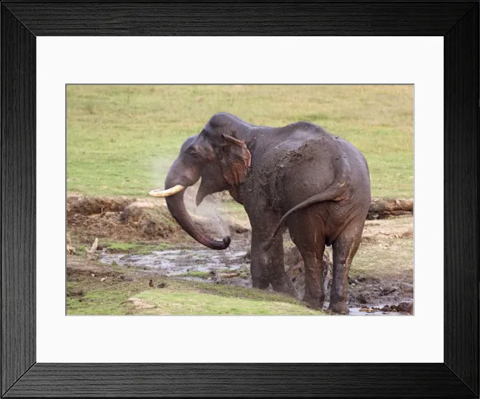 Framed Print : Indian / Asian Elephant - splashing water at the waterhole Corbett National Park, India Framed Print : Indian / Asian Elephant - splashing water at the waterhole Corbett National Park, India