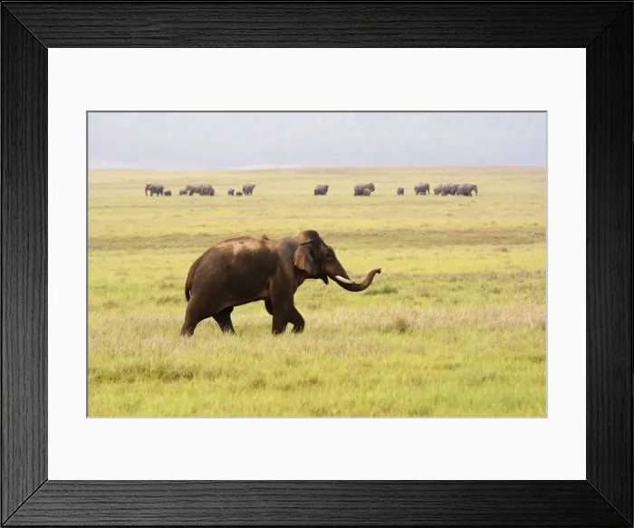 Framed Print : Indian / Asian Elephant wandering away from its herd Corbett National Park, India Framed Print : Indian / Asian Elephant wandering away from its herd Corbett National Park, India