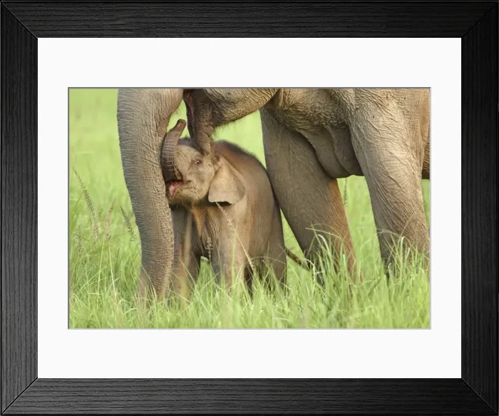 Framed Print : Indian / Asian Elephant - adult with calf Corbett National Park, Uttaranchal, India Framed Print : Indian / Asian Elephant - adult with calf Corbett National Park, Uttaranchal, India