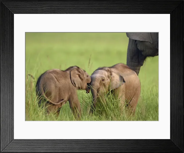 Framed Print : Indian / Asian Elephants two calves playing Corbett National Park, Uttaranchal, India Framed Print : Indian / Asian Elephants two calves playing Corbett National Park, Uttaranchal, India