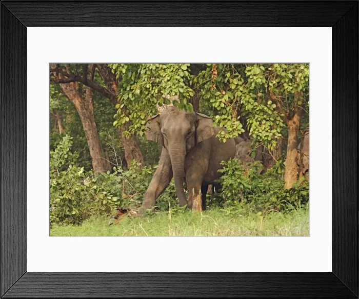 Framed Print : Indian / Asian Elephant stamping on tree trunk Corbett National Park, Uttaranchal, India Framed Print : Indian / Asian Elephant stamping on tree trunk Corbett National Park, Uttaranchal, India