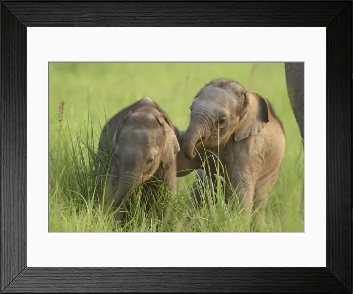 Framed Print : Young Indian / Asian Elephants - playing Corbett National Park, Uttaranchal, India Framed Print : Young Indian / Asian Elephants - playing Corbett National Park, Uttaranchal, India