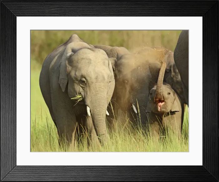 Framed Print : Indian / Asian Elephant - calf learning to take dust bath, Corbett National Park, India Framed Print : Indian / Asian Elephant - calf learning to take dust bath, Corbett National Park, India