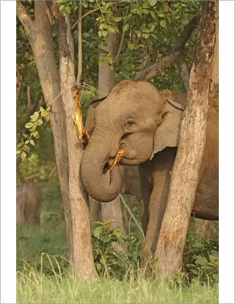 Indian  /  Asian Elephant striping bark Corbett National Park, Uttaranchal, India