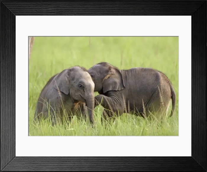Framed Print : Young Indian / Asian Elephant playing Corbett National Park, Uttaranchal, India Framed Print : Young Indian / Asian Elephant playing Corbett National Park, Uttaranchal, India