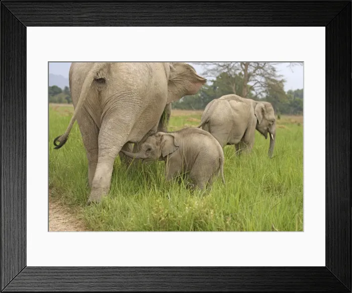Framed Print : Indian / Asian Elephant - adult with calf suckling Corbett National Park, Uttaranchal, India Framed Print : Indian / Asian Elephant - adult with calf suckling Corbett National Park, Uttaranchal, India