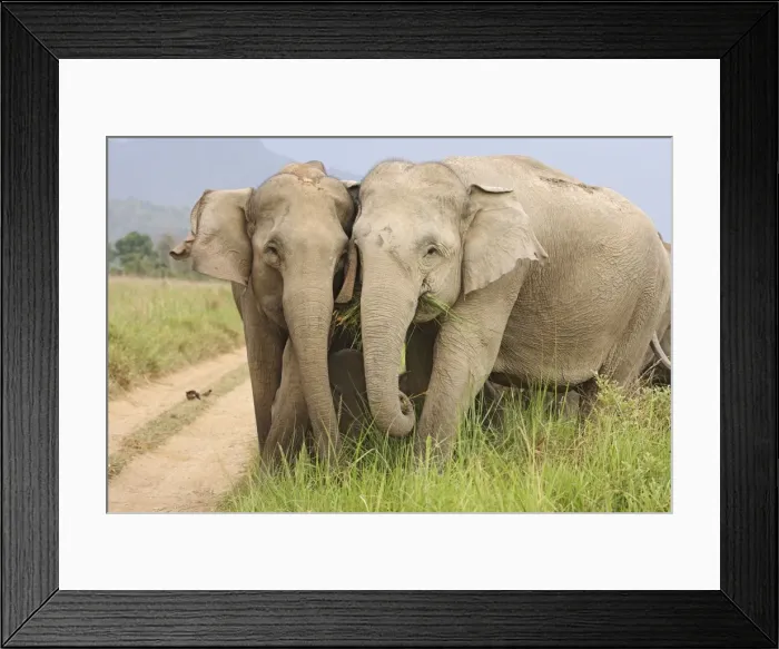 Framed Print : Indian / Asian Elephants - herd Corbett National Park, Uttaranchal, India Framed Print : Indian / Asian Elephants - herd Corbett National Park, Uttaranchal, India