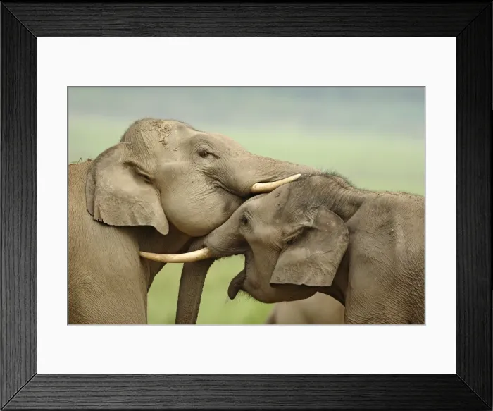 Framed Print : Indian / Asian Elephants play fighting, Corbett National Park, Uttaranchal, India Framed Print : Indian / Asian Elephants play fighting, Corbett National Park, Uttaranchal, India