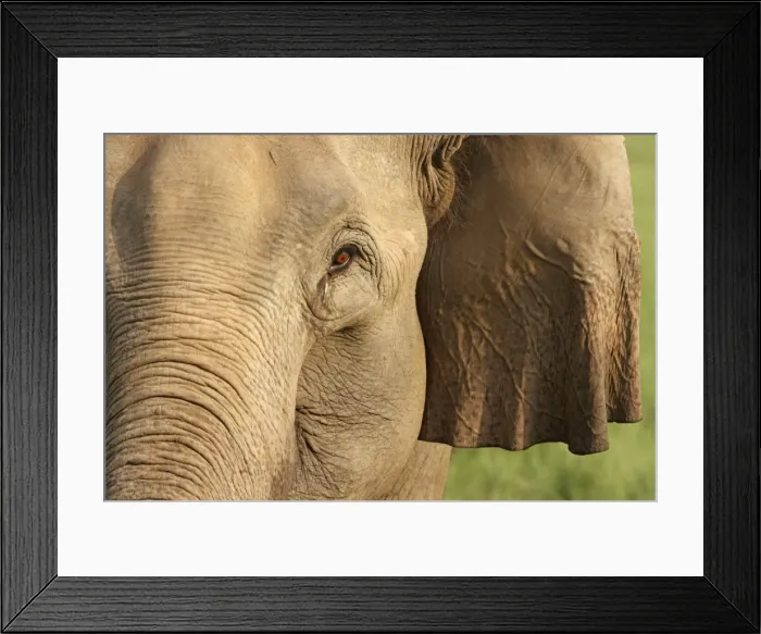 Framed Print : Portrait of Indian / Asian Elephant Corbett National Park, Uttaranchal, India Framed Print : Portrait of Indian / Asian Elephant Corbett National Park, Uttaranchal, India
