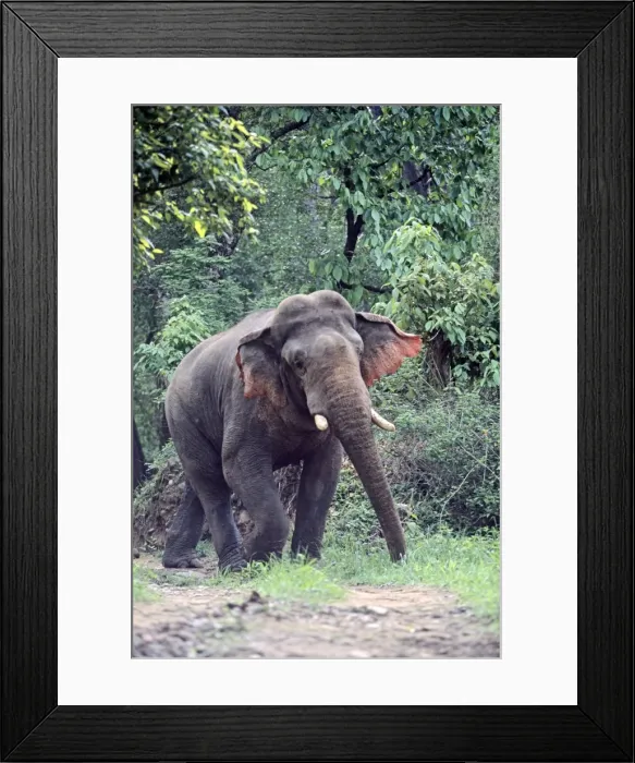 Framed Print : Masth Indian / Asian Elephant walking in a threatening way, Corbett National Park, India Framed Print : Masth Indian / Asian Elephant walking in a threatening way, Corbett National Park, India