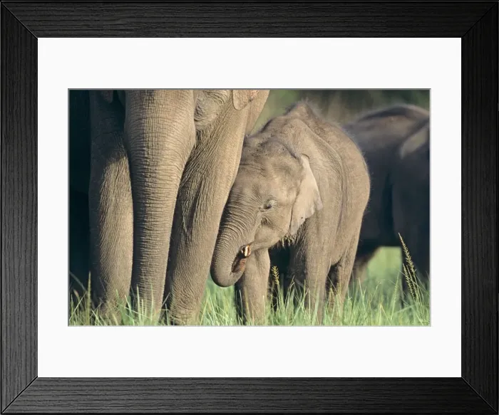 Framed Print : Indian  /  Asian Elephant and young one, Corbett National Park, India