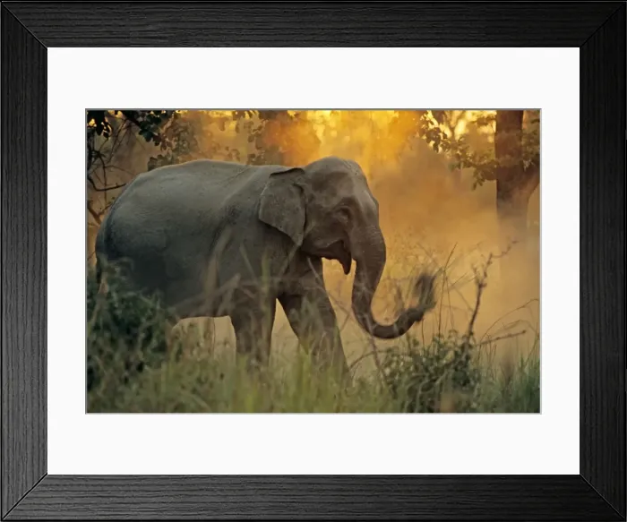 Framed Print : Indian / Asian Elephant cleaning grass before eating, Corbett National Park, India Framed Print : Indian / Asian Elephant cleaning grass before eating, Corbett National Park, India